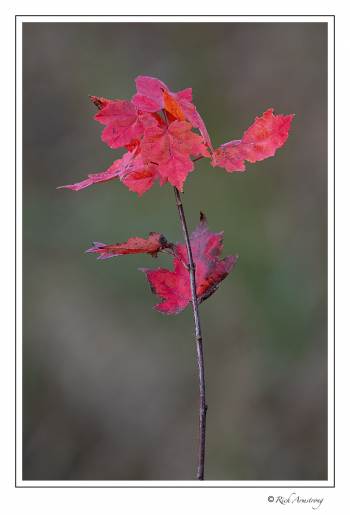 fall color 3 copy.jpg